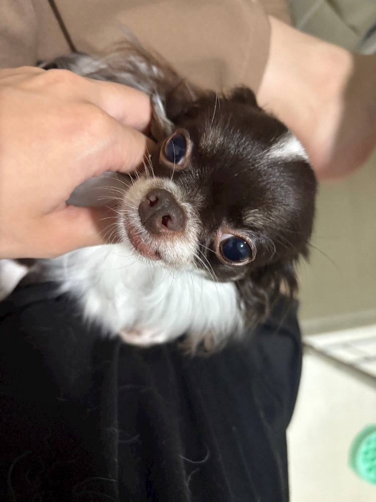 しおん