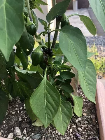 長瀬 純恋