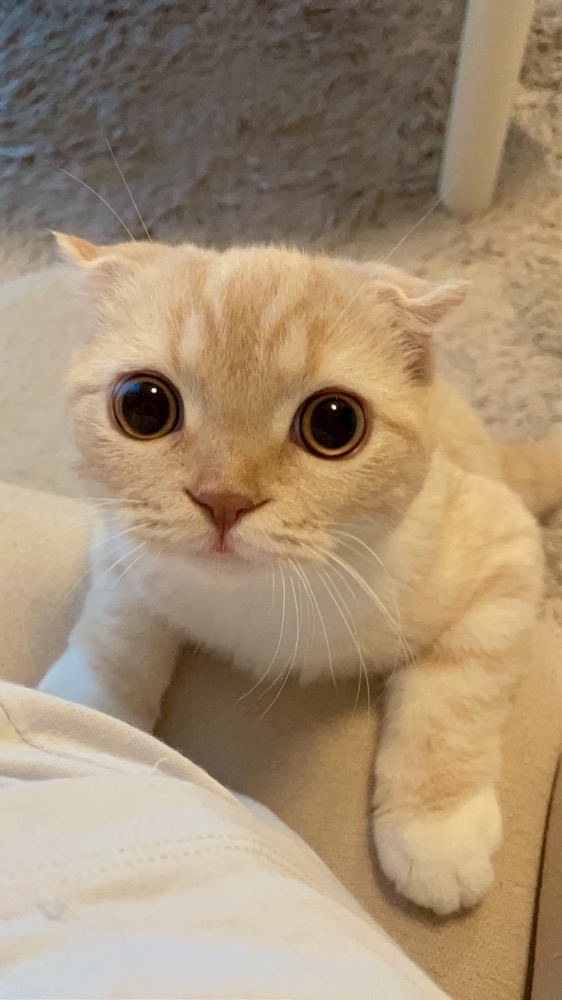 あおい