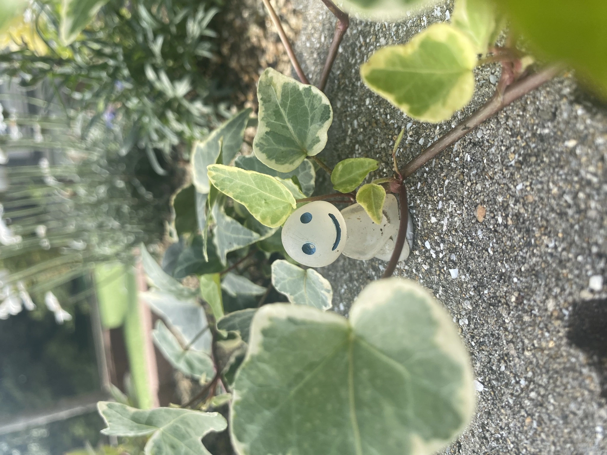 翠