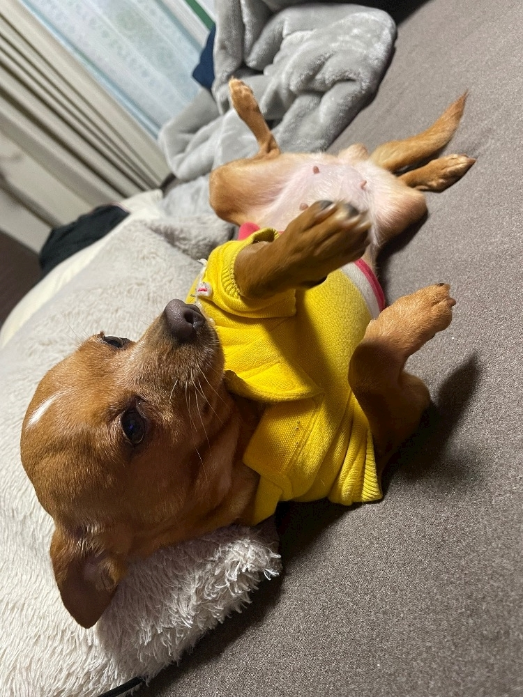 ミハル