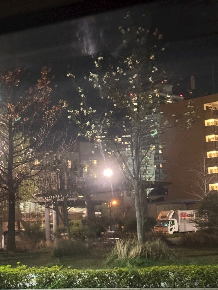 佐野 あみ