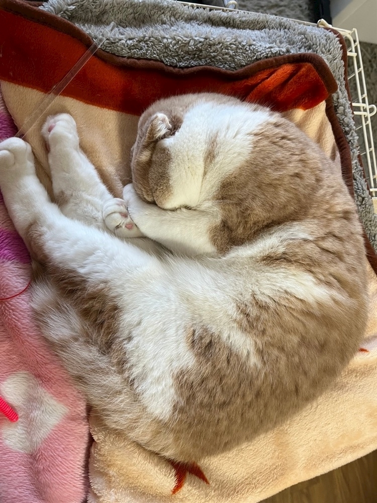しい