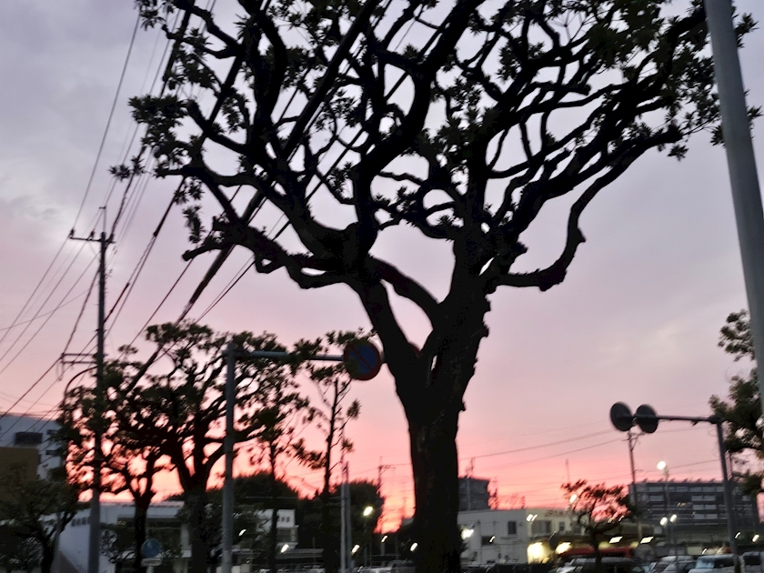 ゆり