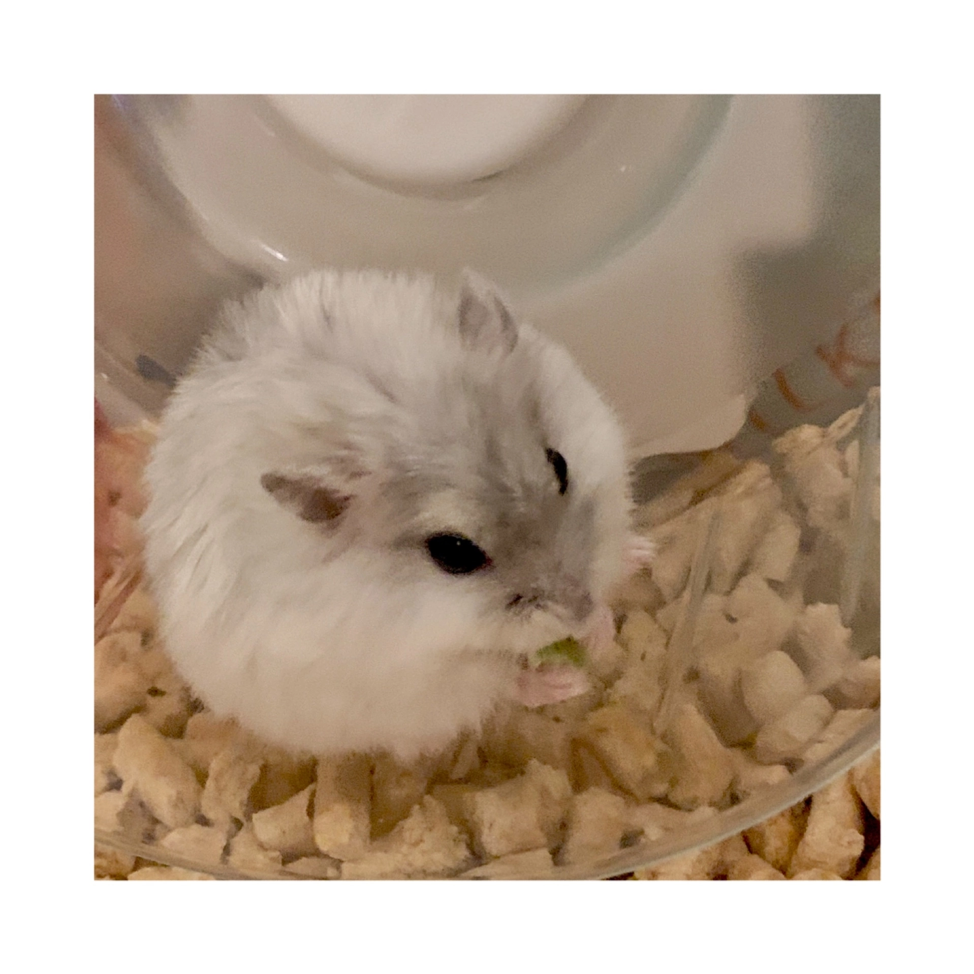 まゆ