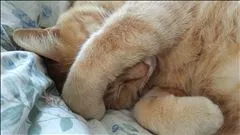 なつき