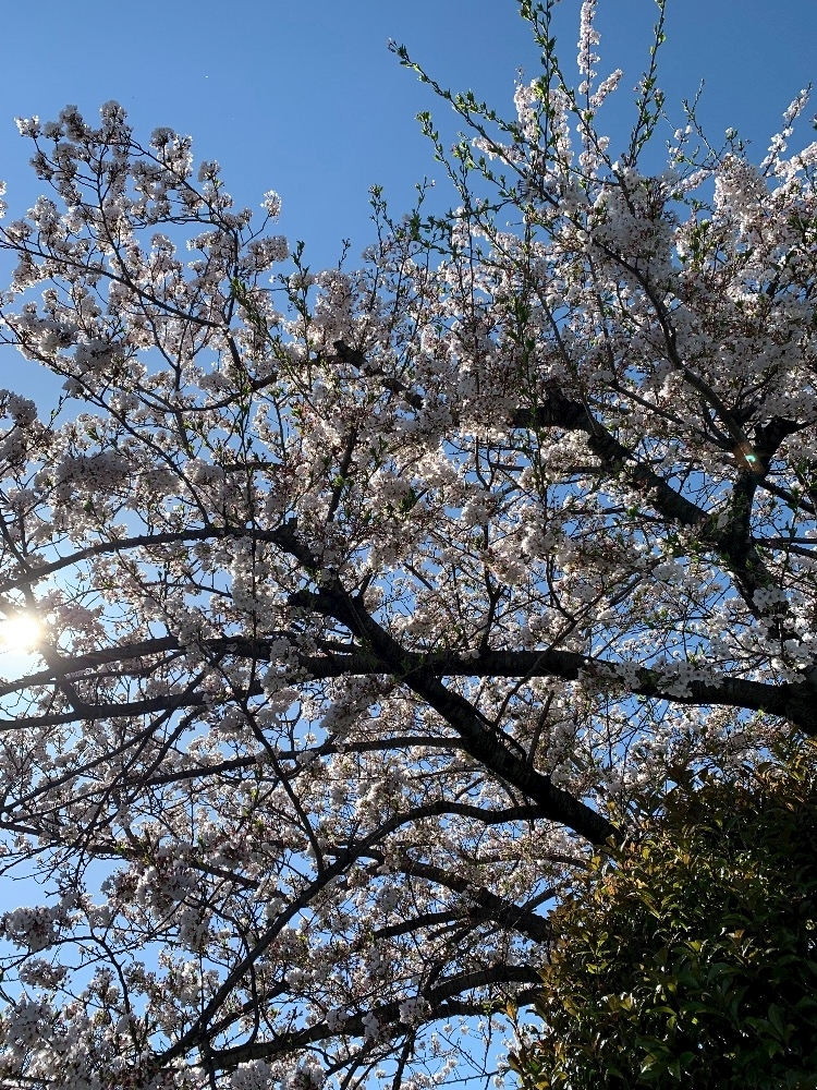 藤花 ゆの