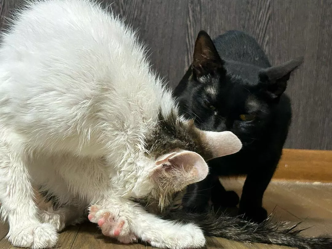 しおん