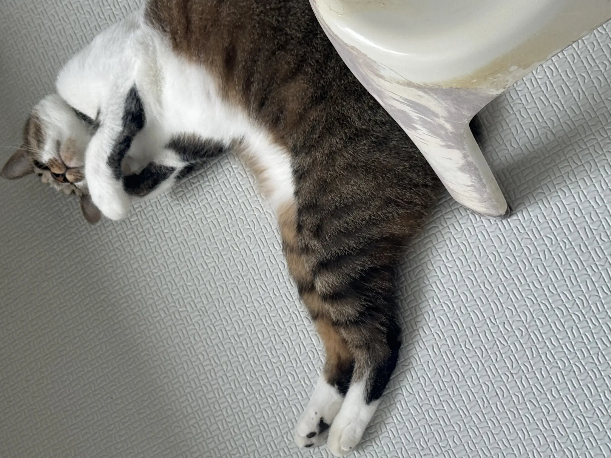 恋麦乃 ちょり