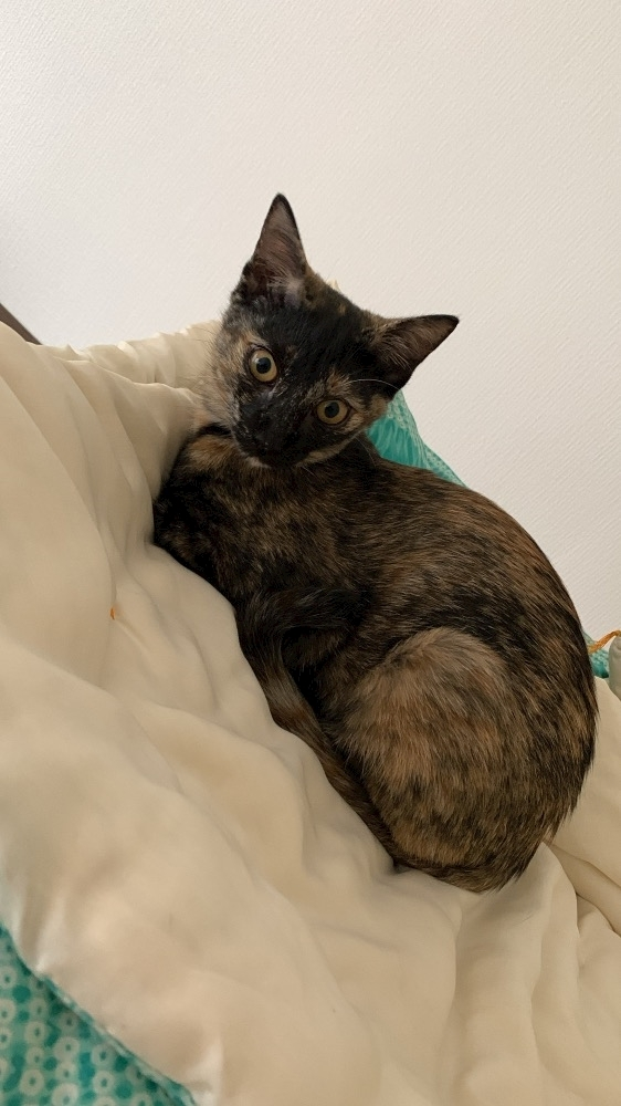 藤花 ゆの