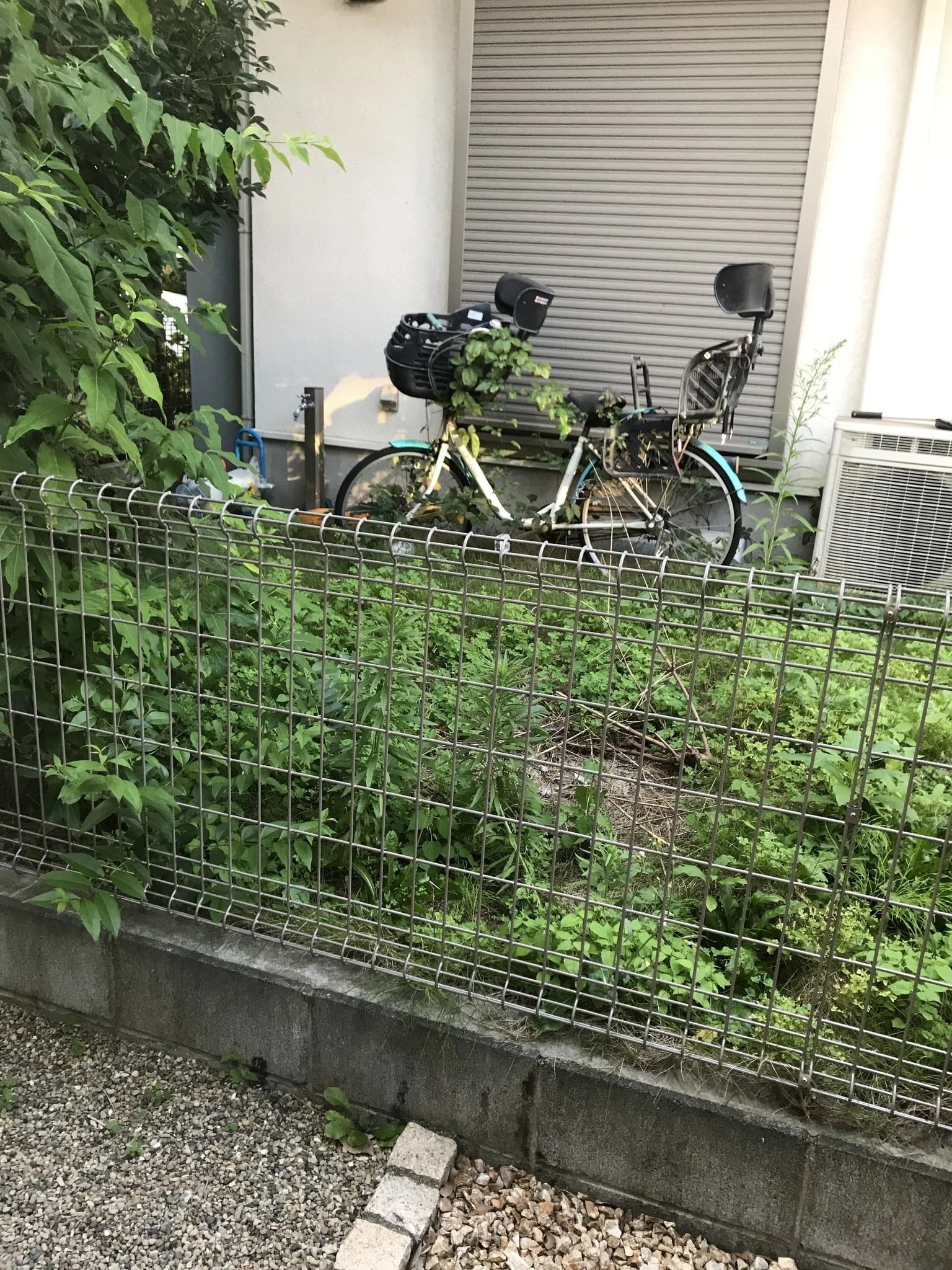 あみ