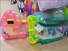 桃瀬 百華