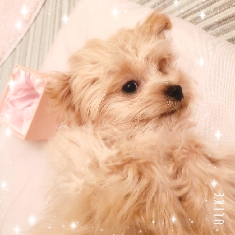 ミカ