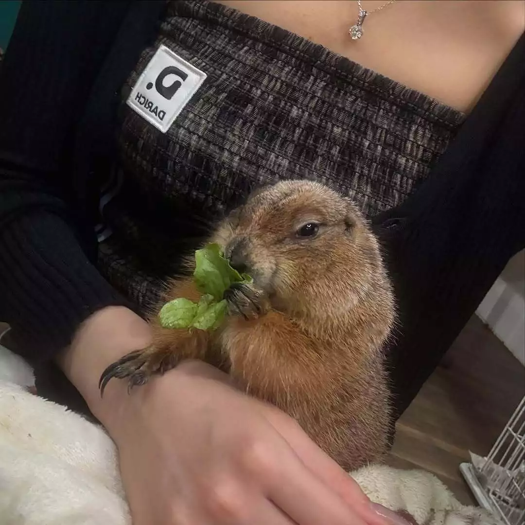 ナナ