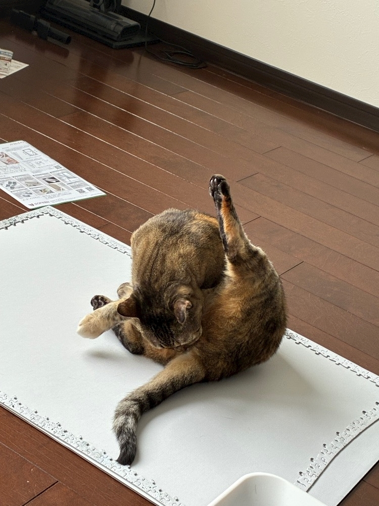 華宮 れい