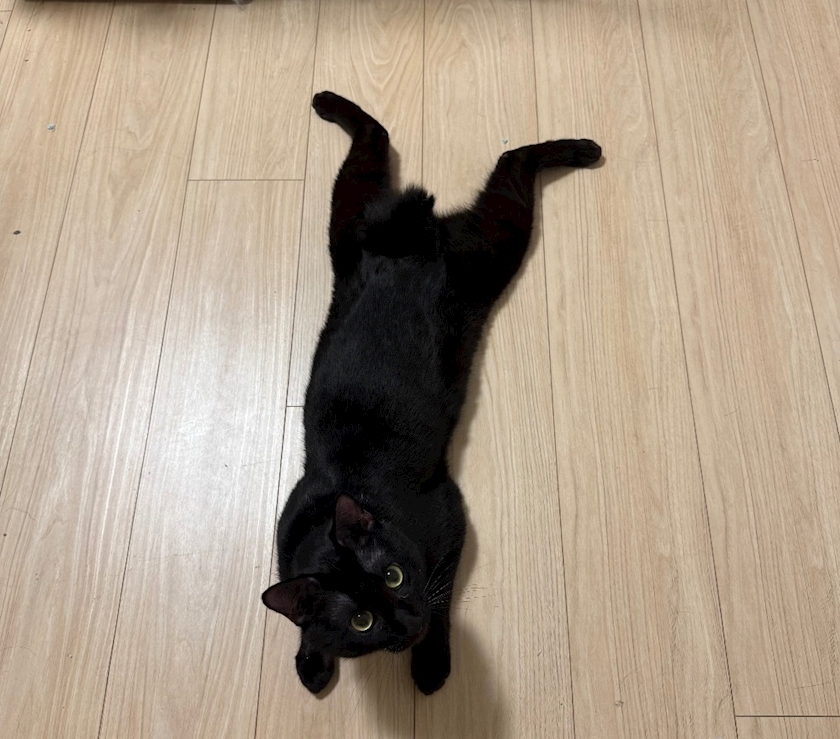 芹奈