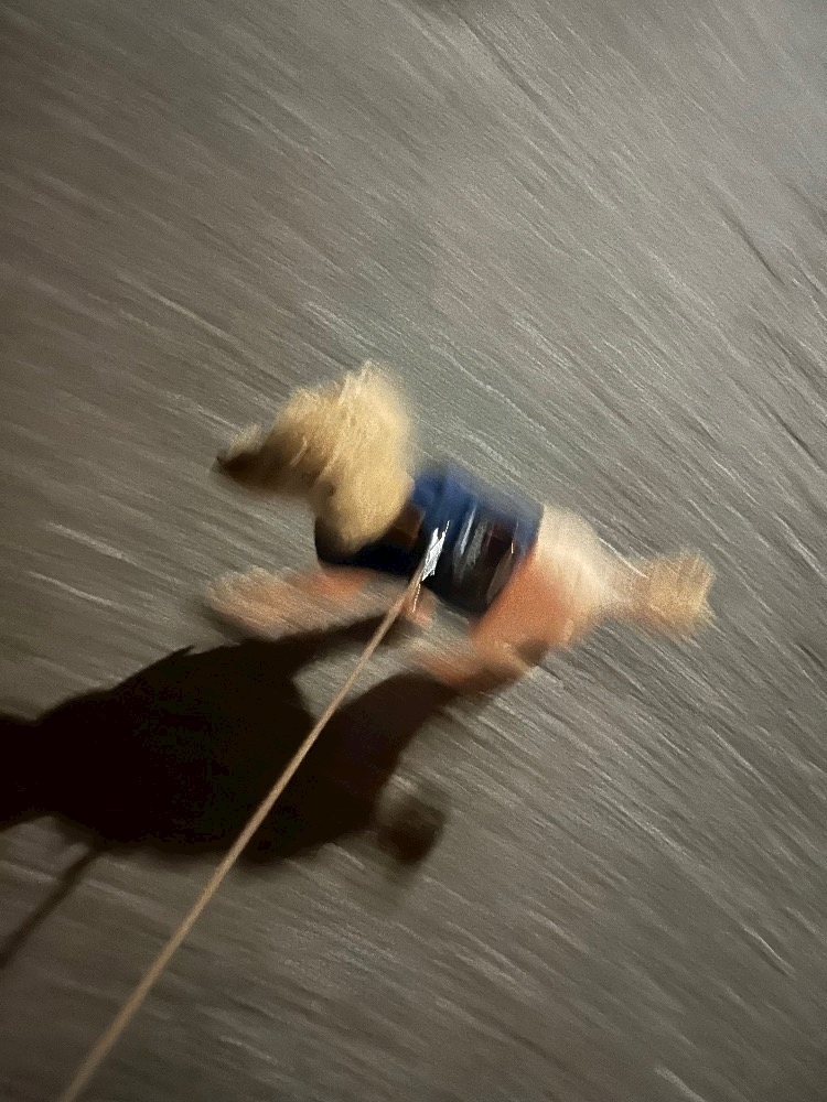 ふうか