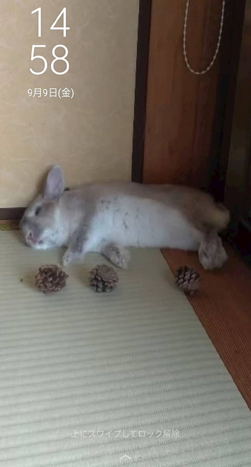 ゆきの
