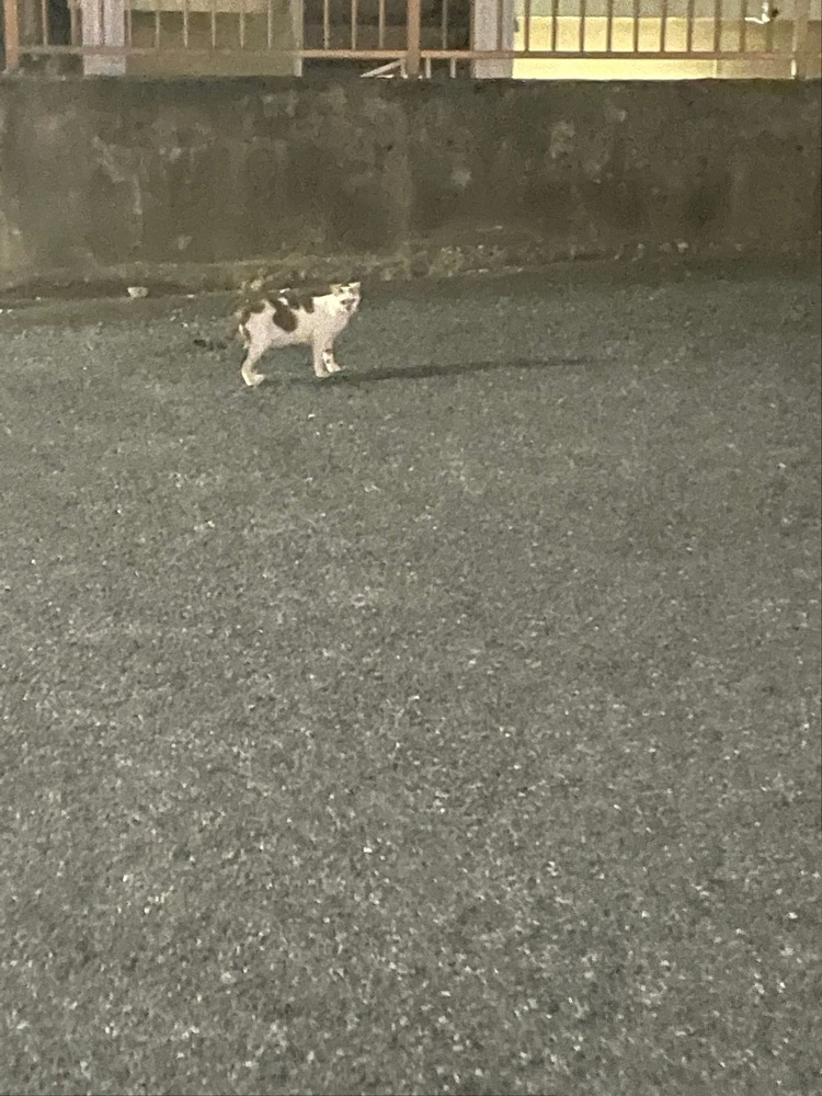 式波 ツバサ