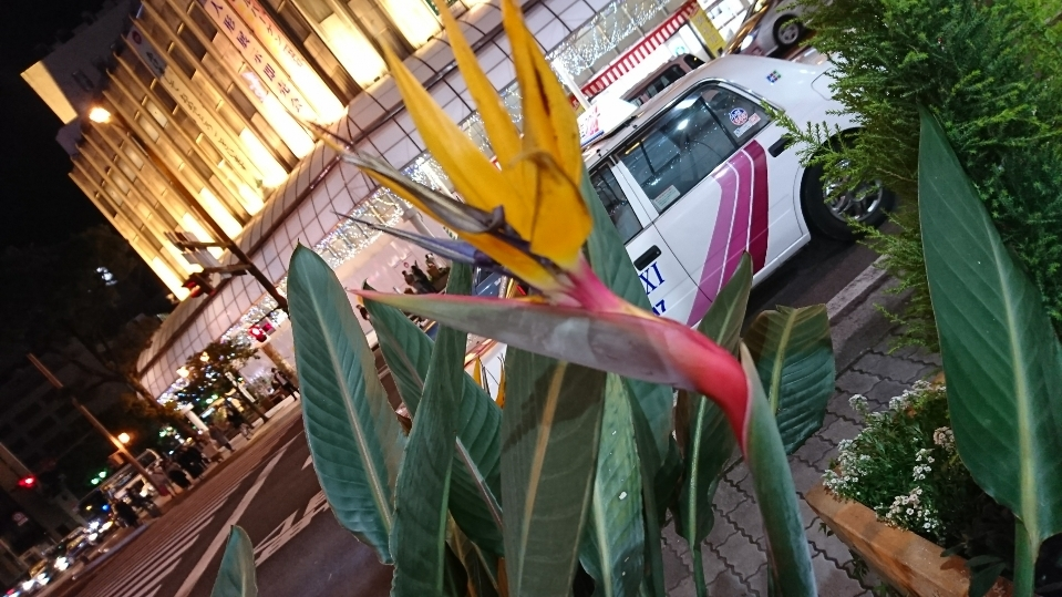 五条 椿