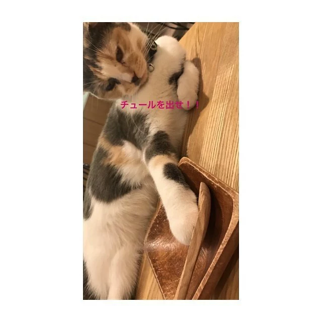 蓮