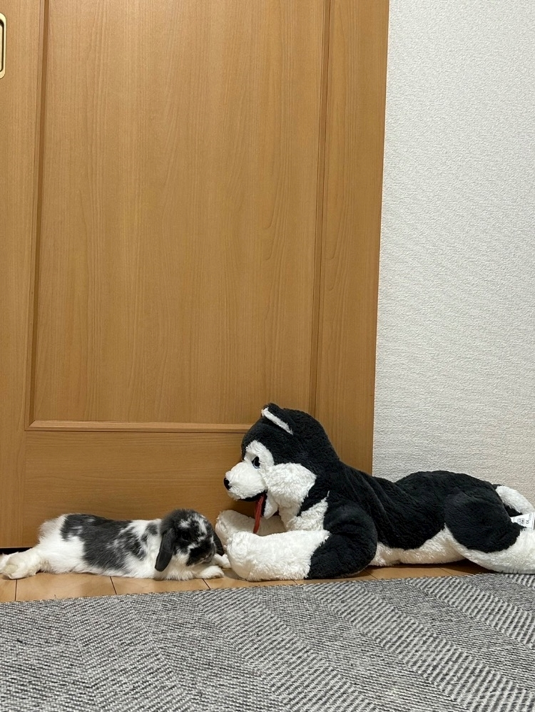 高槻 かえで