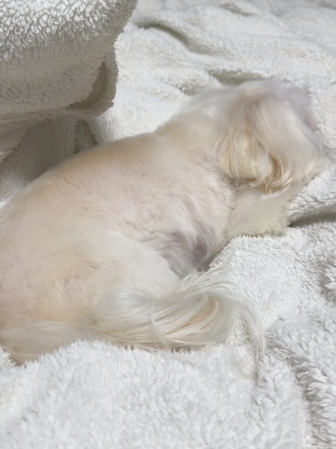 ゆきの