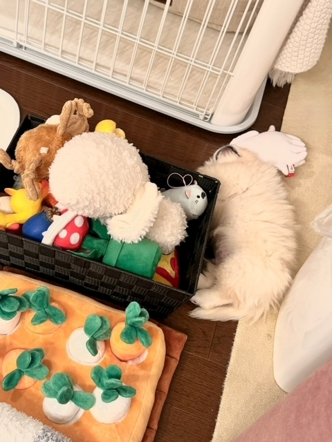 涼風 あき