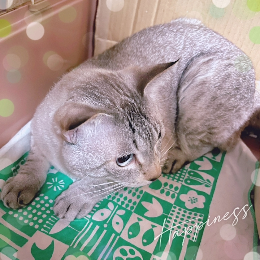 杉谷 ちなみ