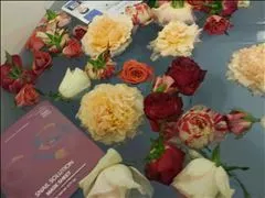 桃瀬 百華