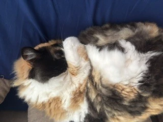 ひな