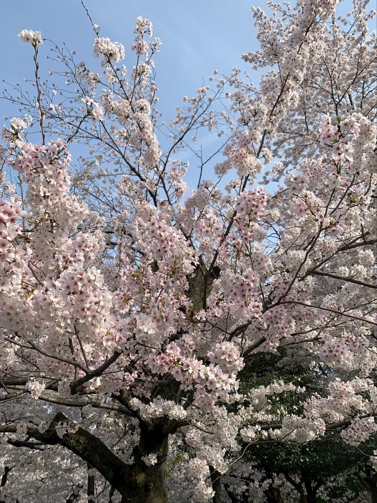 篠宮 ひなの