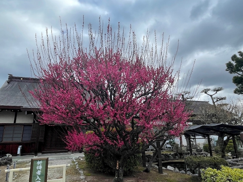 朝倉 しおり