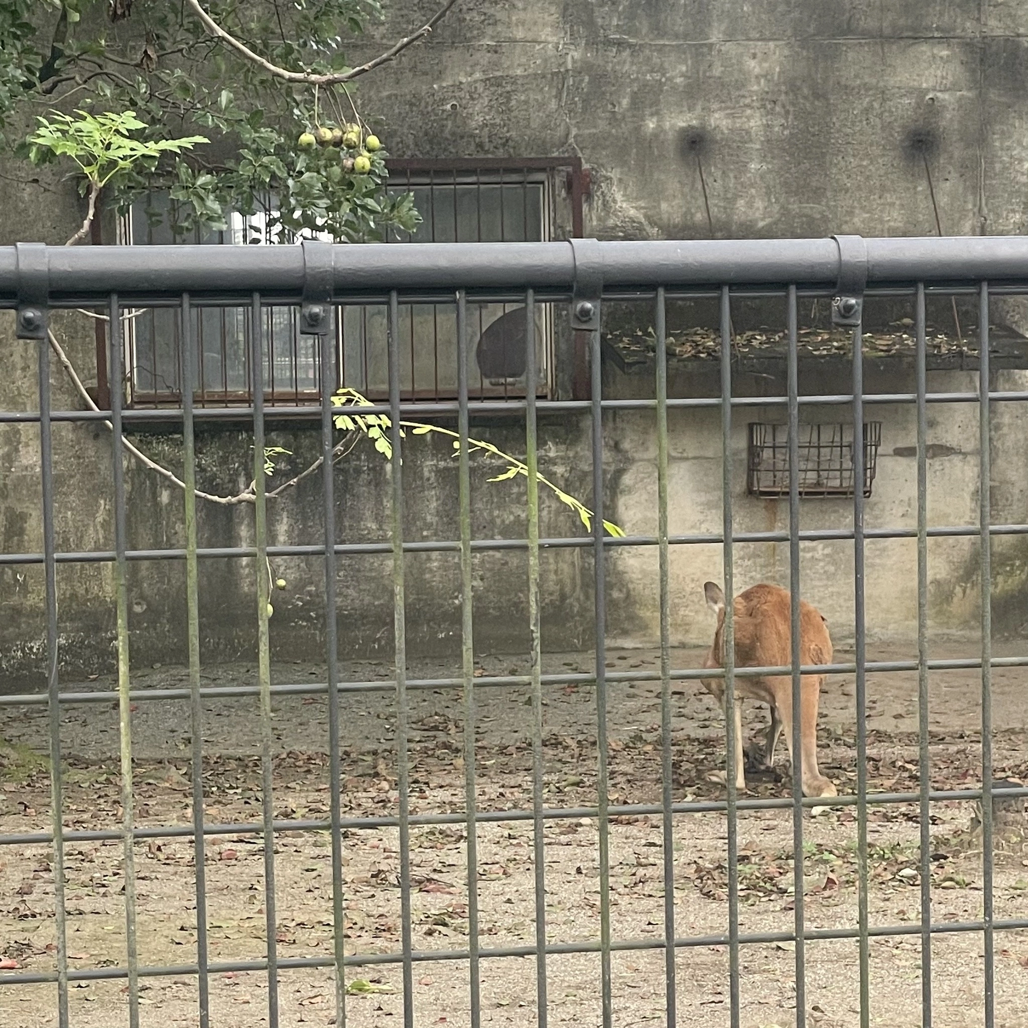 ちゃお