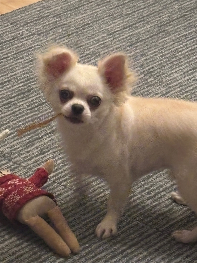 北の関まほの海