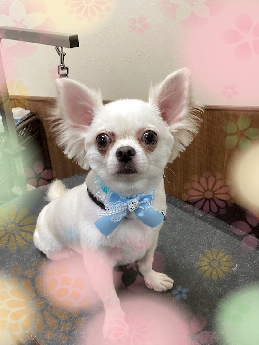 北の関まほの海