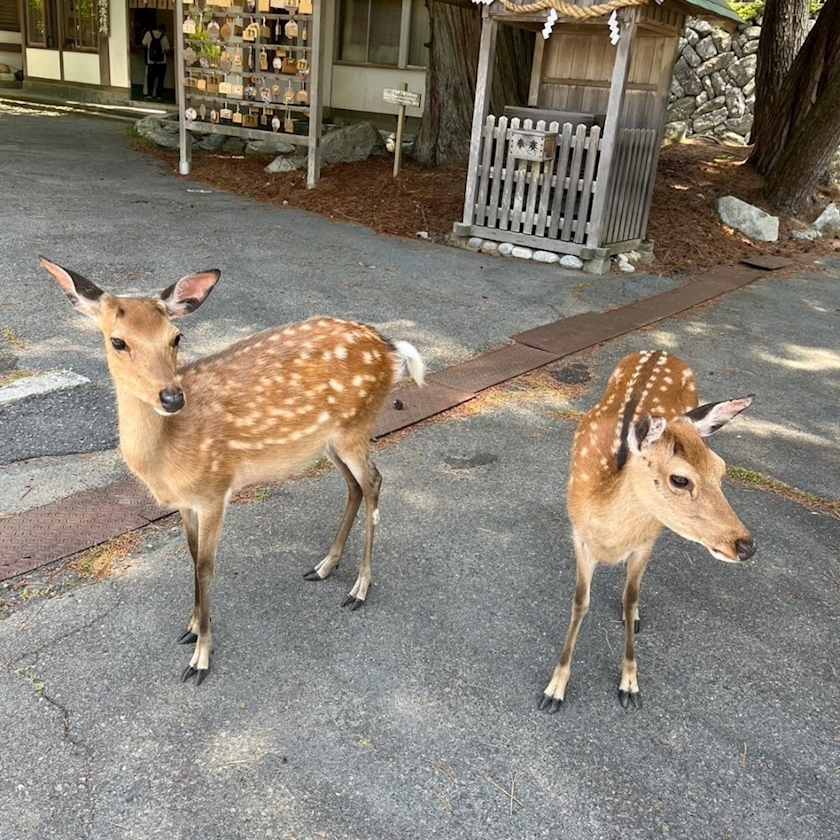 七瀬 なな