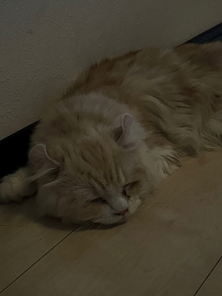 あずにゃ