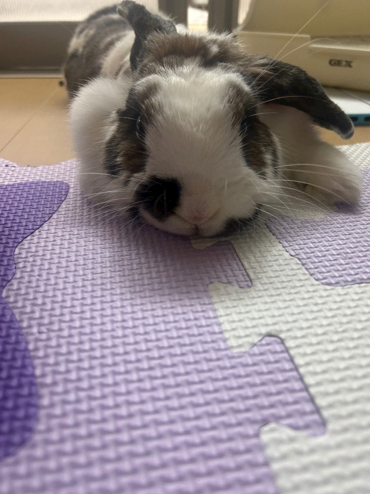 湊崎 さな