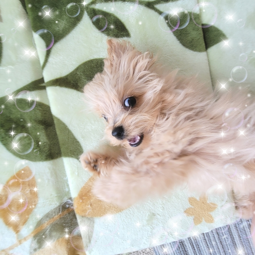 ミカ