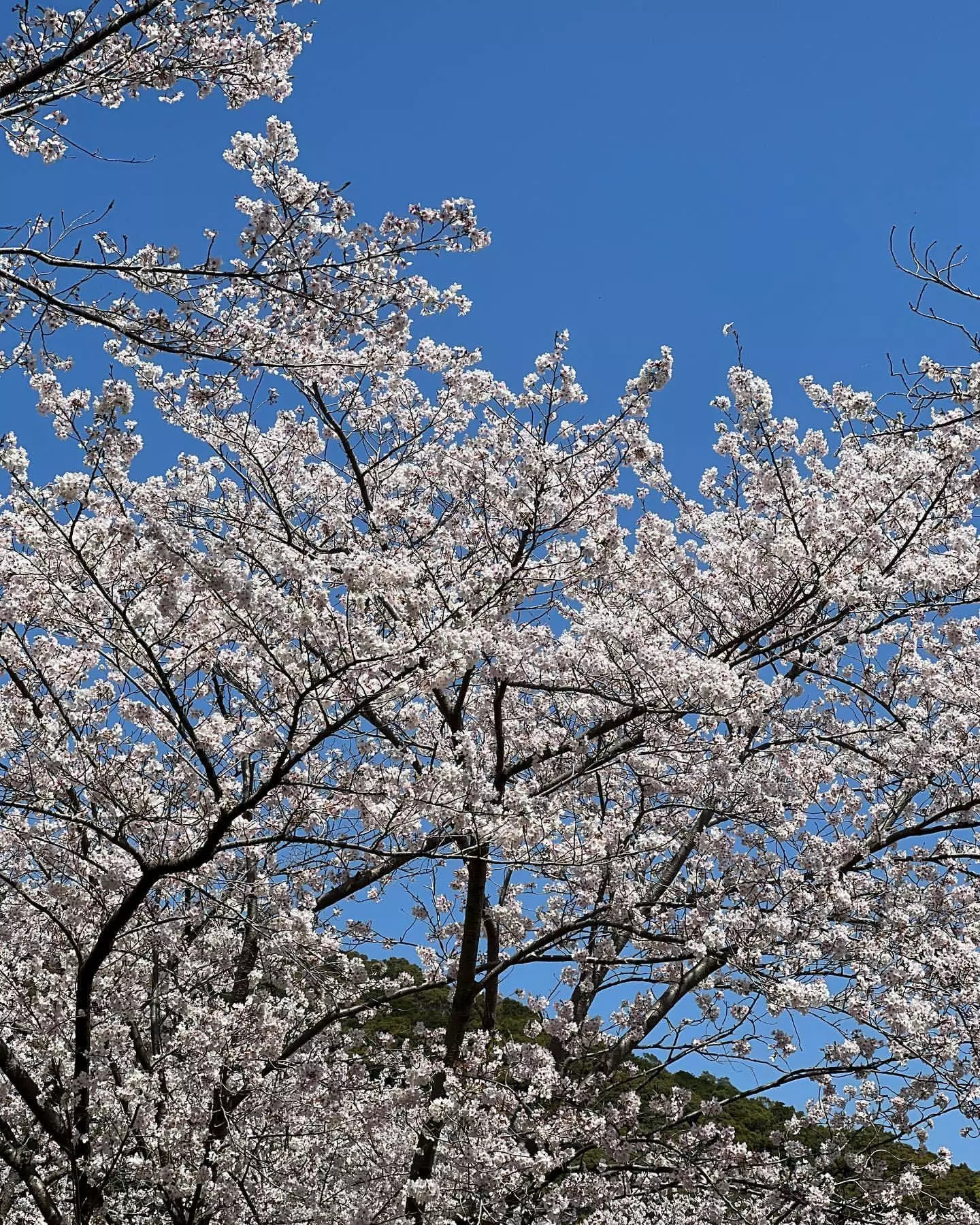 藤本 祐子ママ
