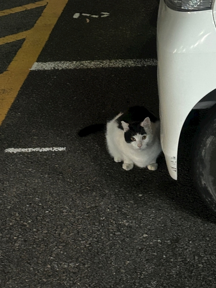 朝比奈 みく