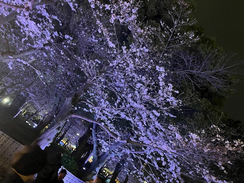 橋本 ゆうか