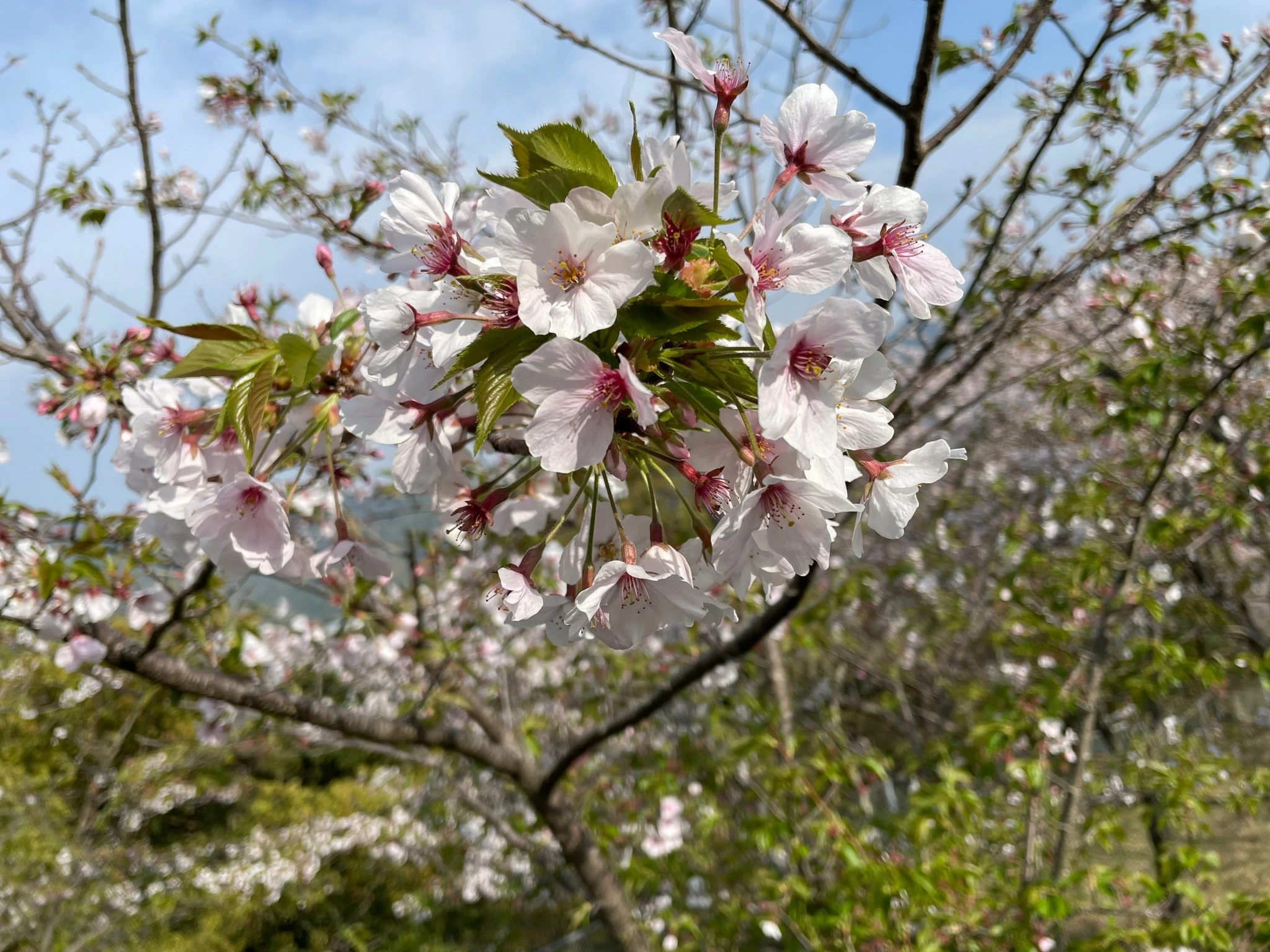 藤本 祐子ママ