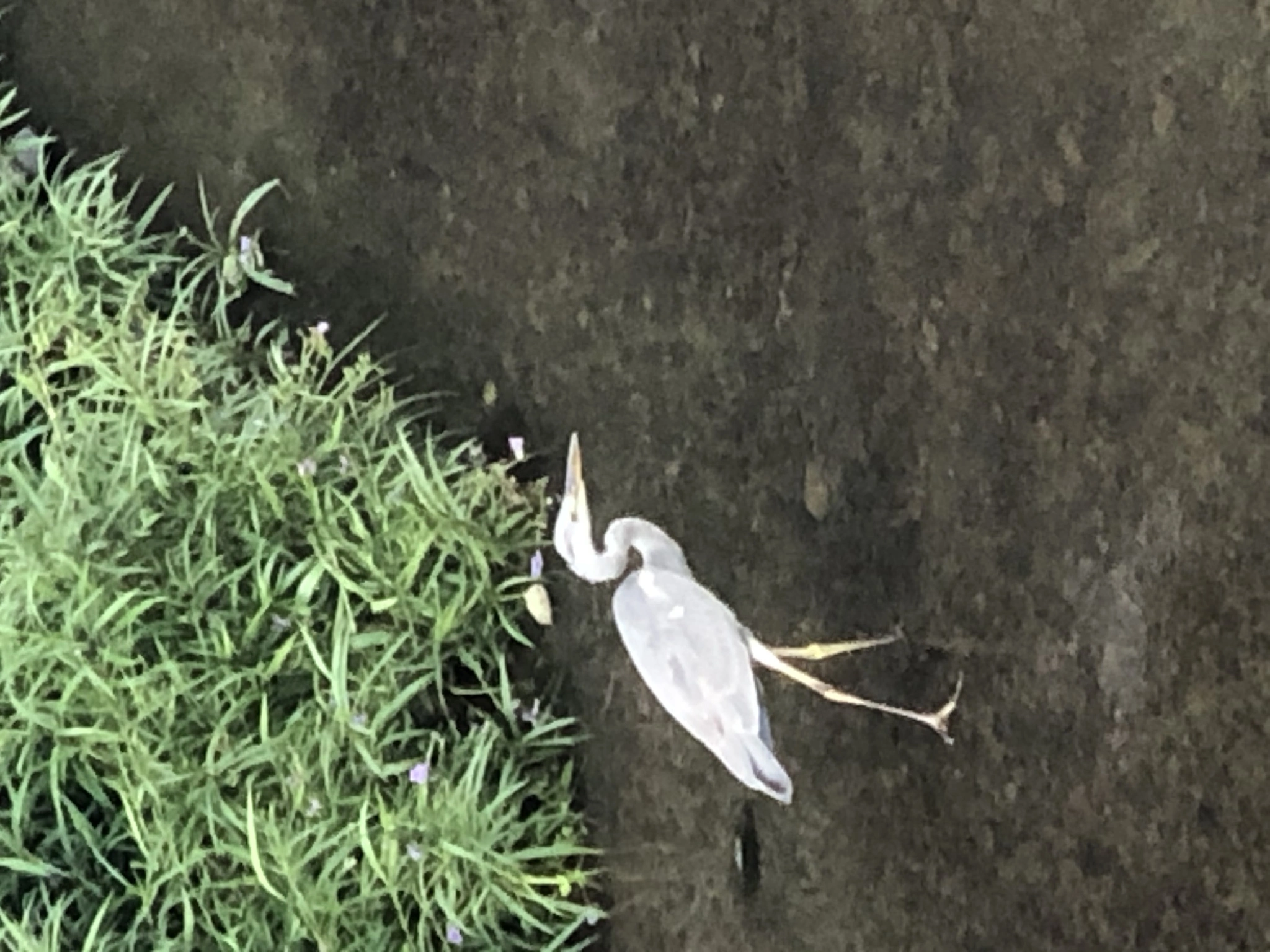 藤本 祐子ママ