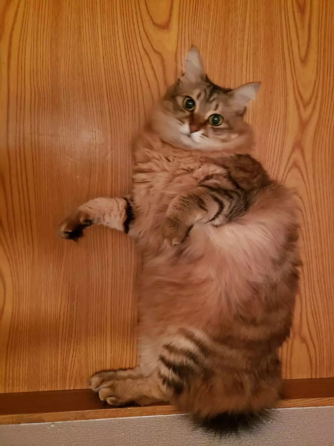 ひな