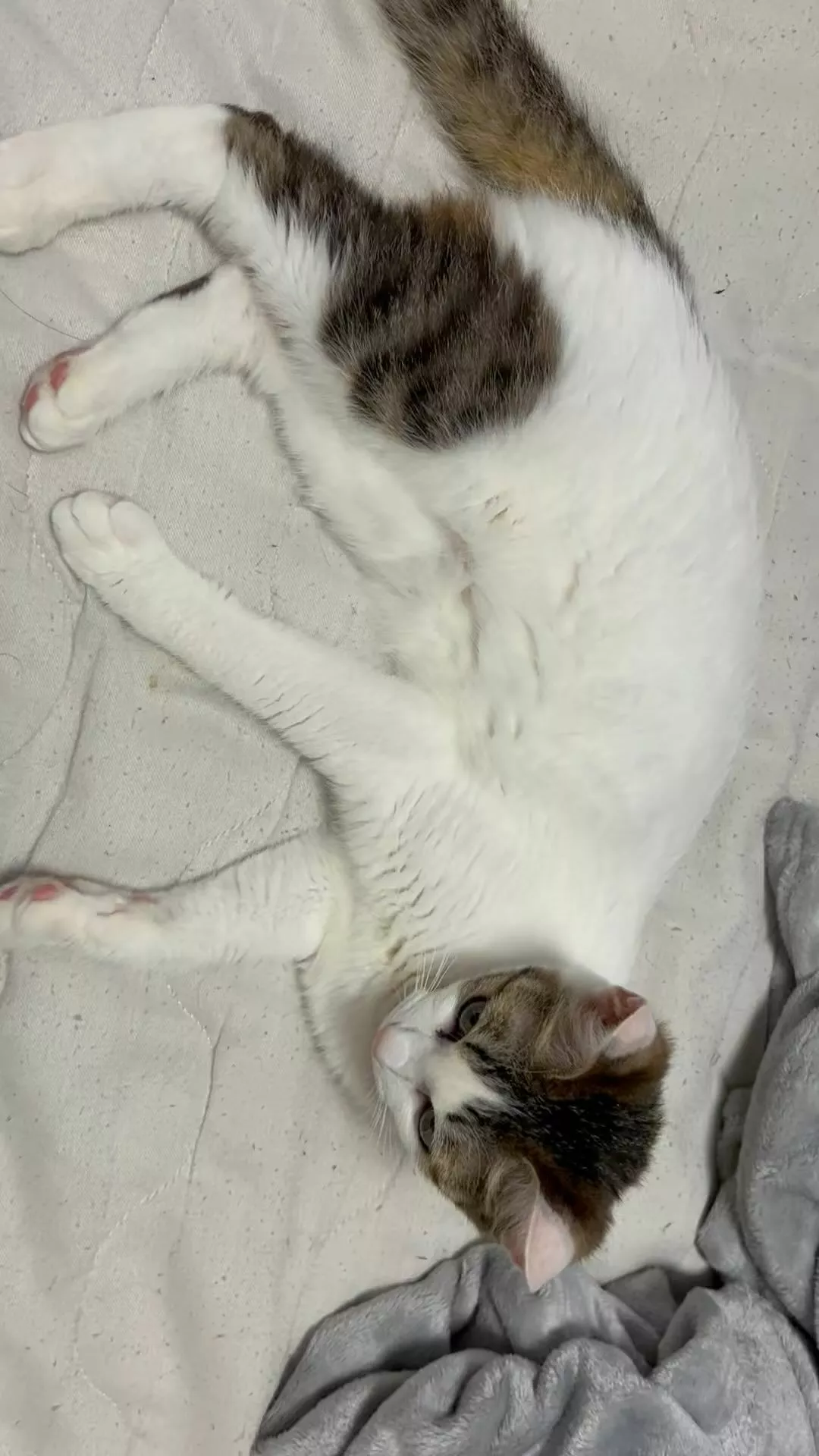 しおん
