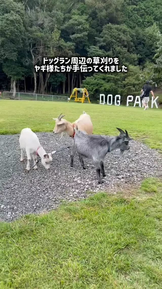 みこ