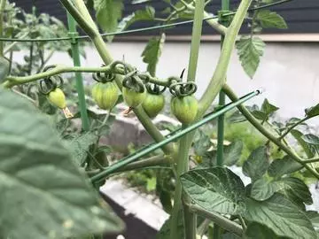 長瀬 純恋