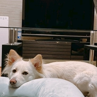 京 さゆみ